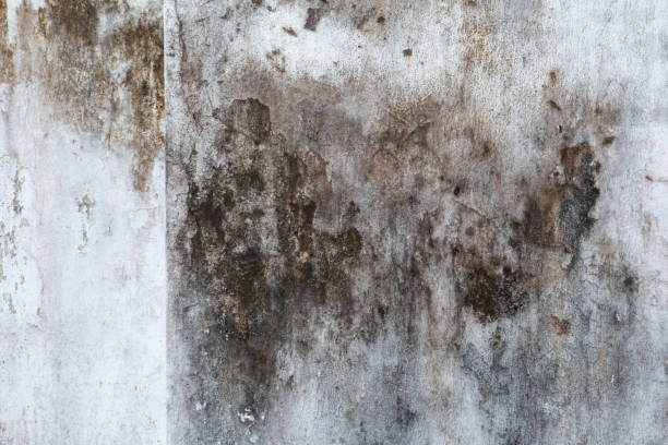 Best Mold Documentation for Insurance Claims  in Governors Village, NC